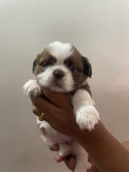 Top quality shih tzu puppies available in Bangalore at reasonable pric