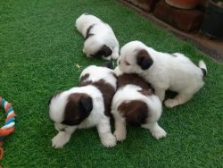 Champion lineage shihtzu puppies for sale with KCI