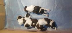 Quality Female Shih Tzu Puppy is available for sale