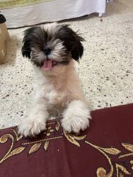 Shih tzu puppy