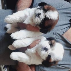 Shih Tzu puppies for sale in Bangalore