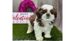 Shih tzu puppies are available.