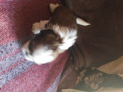 Shih tzu pappy male and female banglore contact number xxxxxxxxxx
