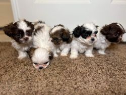 Sweet Shih Tzu Puppies