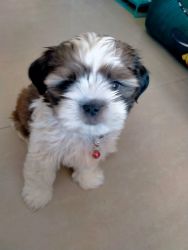 Shih Tzu male Pup for Sale with Accessories