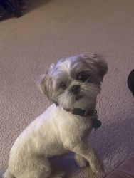 1 year 7 month white and brown Shih Tzu named Ollie