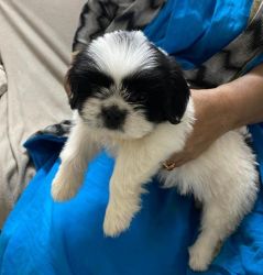 Shitzu male pup for sale