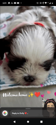 Shihtzu Male puppy for sale