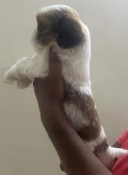 Home pet puppies available 2 male 1 female