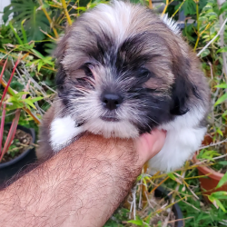 Adorable male Shihtzu pup