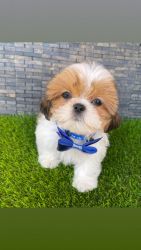 Shih Tzu Puppy (Porter)