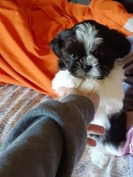 Tiny 2# shih tzu puppy