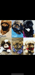 Shih tzus available