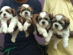 Shishtzu puppys super cute puppys of 37 days