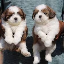 Bubbly size puppys very cute puppys