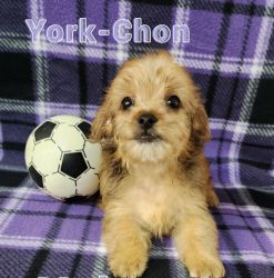 Shih-Chon Puppies for Sale