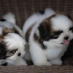 Shih tzu Lovely and caring puppies for free adoption