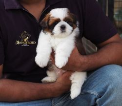 Shih Tzu Puppies For Sale Import Line