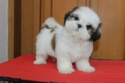 Shih Tzu Puppies for Rehomes fees