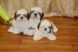 Shih Tzu Puppies For Sale Pure Breed