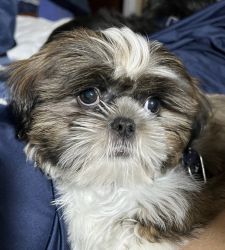 Maxwell handsome Shih tzu puppy
