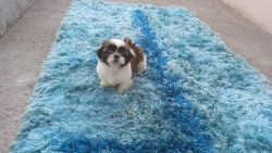 Shih Tzu out top pedigreed combination available with/without KCI.