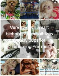 Shih Tzu For Sale and Bichpoo bichon frise x toy poodle