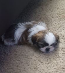 8 week old Male Shih Tzu for sell
