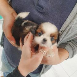 Amazing shitzu puppies for new home
