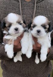 SHOW QUALITY SHITZHU PUPPIES FOR SALE