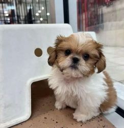 Available Lovely Shih Tzu Puppies