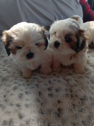 Puppies 4sale