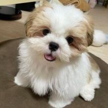Cute Shih Tzu Pups