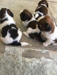 Shihtzu Puppies For Sell