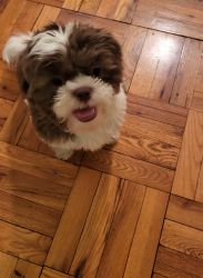Handsome Brown & White Male Shih-Tzu 5 Months Fully Vaccinated and Neu
