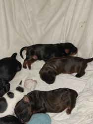 Newborn shih tzu puppies