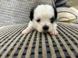 shih Tzu puppies for sale