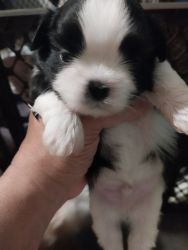 Shih Tzus for sale!!