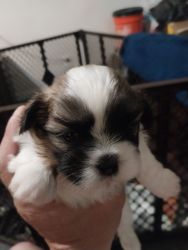 Shih Tzus for sale!!