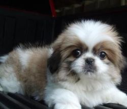 Male Shih Tzu Puppies For Sale