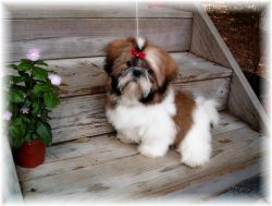 Love Shih Tzu Puppies For Lovely Home