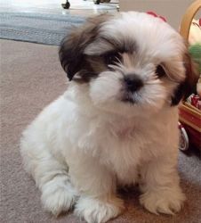 Adorable Shih Tzu puppies Ready Now