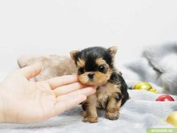 Girl And Boy Purebred Teacup Yorkie Puppies