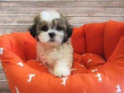 Shih Tzu pupd standby for good home