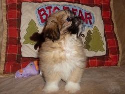 Cutest Shih Tzu Puppies For Sale