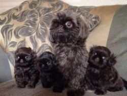 Kc Reg Solid Chocolate Imperial Shih Tzu Puppies
