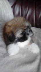 Very Small Male Shih Tzu Puppy For Sale