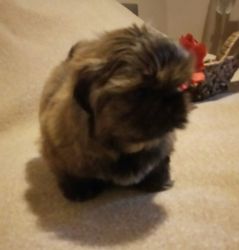 my good looking shih tzu puppies for sale