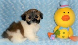 CUTEST BABIES READY NOW Shih Tzu Puppies for Sale