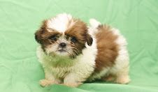 cute lovely shih tzu puppies for adoption